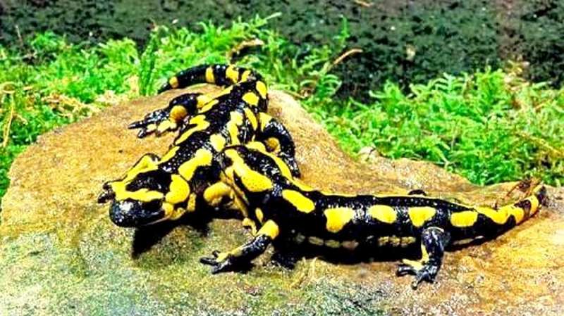 潜行于幽暗深渊的神秘生物·黑暗太平洋火蜥