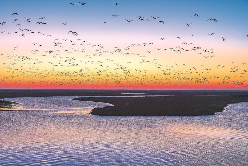 那些在天空中画圈的鸟群,到底在等什么? 那些在天空中画圈的鸟群,到底在等什么?