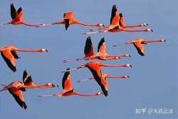 时间的鸟群·冻结怀表的故事