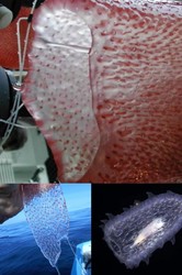 神秘生物的视频谜题—当镜头遇见未知