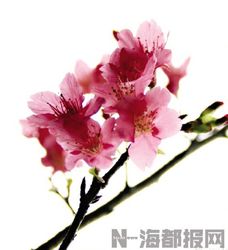春在枝头已十分—一场花语的约定