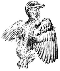 深海断层沙中琥珀鸟群盘旋的奇观