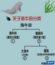 印度洋的幽灵·关于“水马”的那些传说与真实