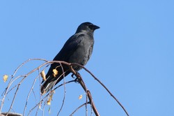 黑色羽毛背后的迁徙之谜·一场与自然的奇妙对话