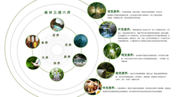 深海的秘密—海沟热泉刻度骨针绿光