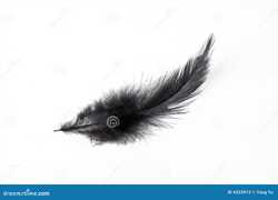 黑色羽毛下的暴走之谜｜动物界的另类奇观