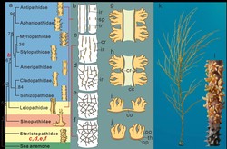 巨响珊瑚塌陷区，那些遗落的脚印残影…