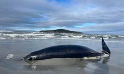 那些被潮水冲刷的螺旋，是鲸鱼留下的秘密信件？