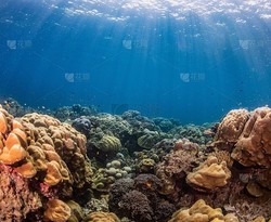 水下光影丨珊瑚塌陷区的胶片残卷与神秘光环