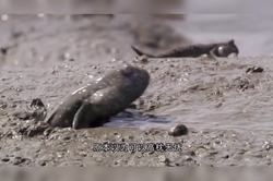 海浪突然停了，我看见了海底的鳞片？