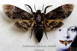 土耳其天蛾人：科技的幻想与现实的交织