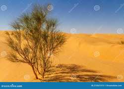 在撒哈拉种一棵树，是我对抗焦虑最野蛮的方式