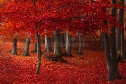 黑森林蛋糕中的红色粉末—时间静止的味觉体验