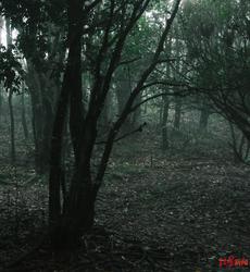 午夜森林的秘密—红绳结下的诡异脚步