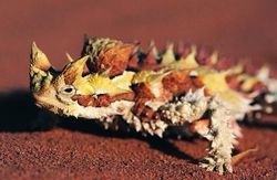 西撒哈拉的蜥蜴人—沙漠中的神秘传说