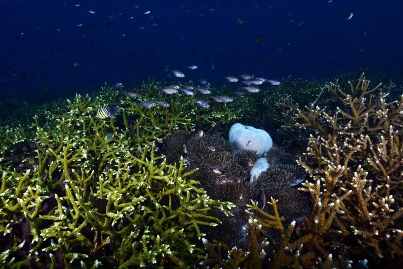珊瑚塌陷区的神秘石球阵—钟声循环背后的奥秘