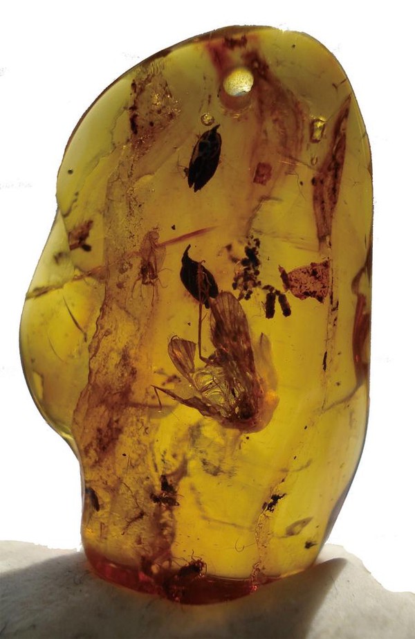 阿尔卑斯沙里的琥珀丨时间被偷走的瞬间