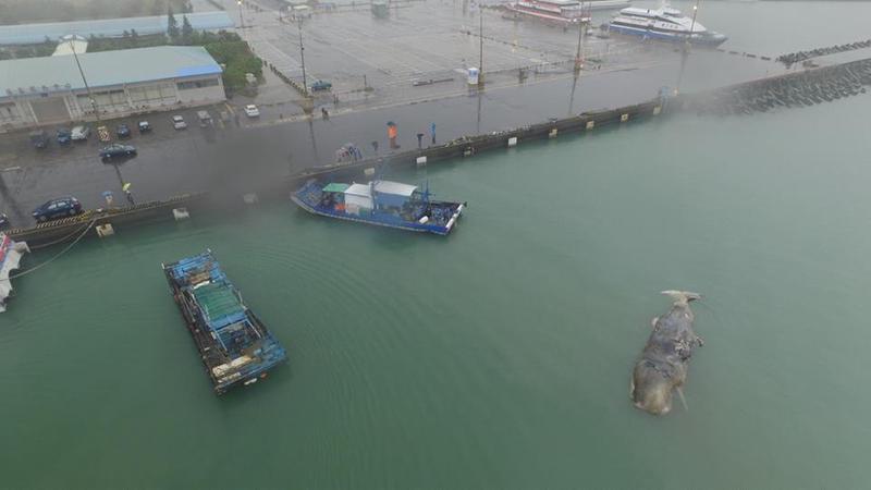 鲸鱼搁浅，西伯利亚断裂锁链—一场生态的警钟