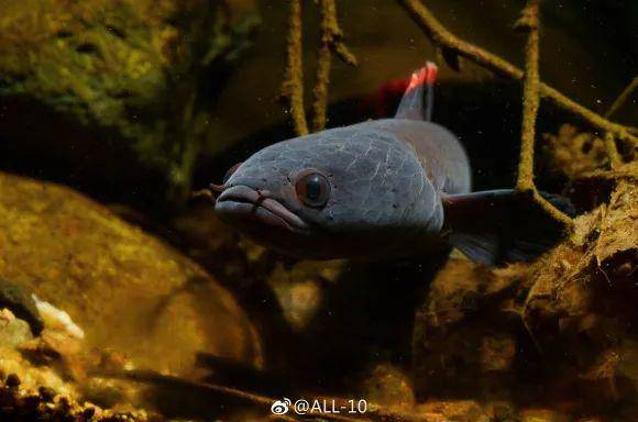 太平洋雷电红龙—自然奇观与人类探索