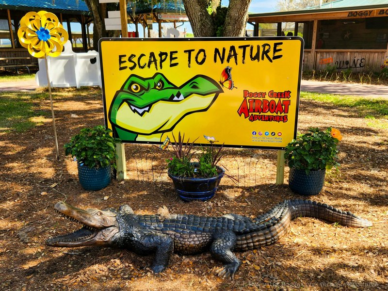 沼泽中的光明—生命的奇迹与启示