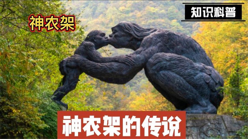 神农架飞龙—一场未完的奇幻之旅