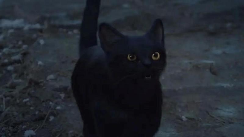 湖泊瘟疫猫妖丨那个雨夜，我听见了千万只猫的哭声