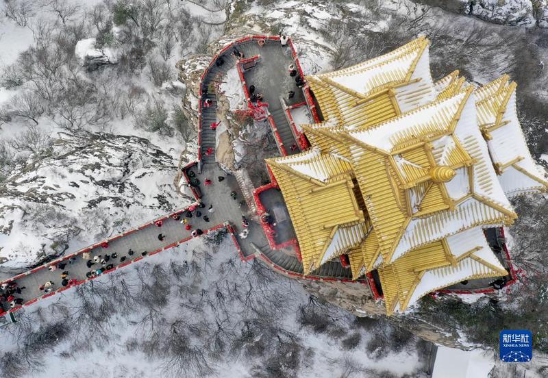 亚马孙洛基巨狼古老丨古老犬种的独特魅力