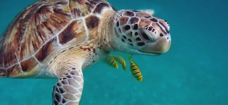 加拉帕戈斯的红龟丨那些被遗忘在安第斯风中的远古巨兽