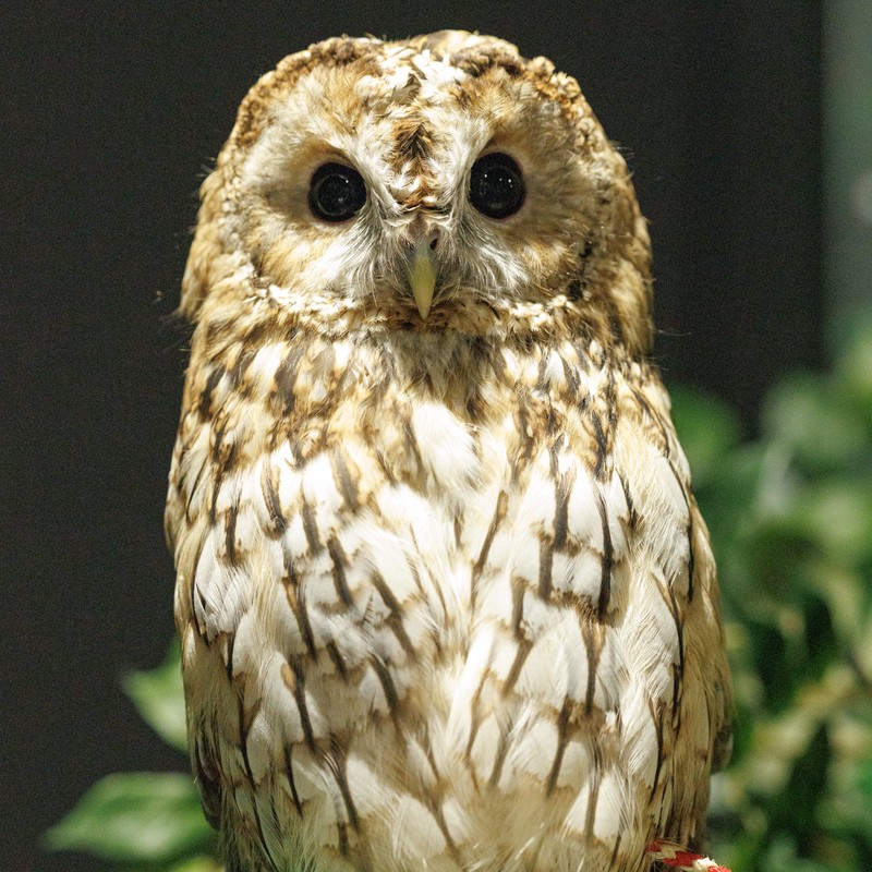 东方狮鹫夜行｜月光下的神秘传说