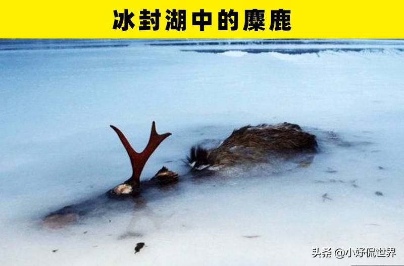 冰湖上的怪事·一只松鼠把雕像倒挂了 冰湖上的怪事·一只松鼠把雕像倒挂了