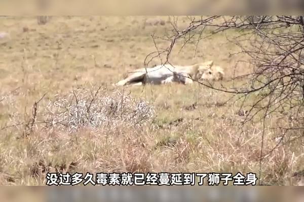 从大洋洲的奇幻传说中汲取治愈力量·狮鹫的奇迹旅程