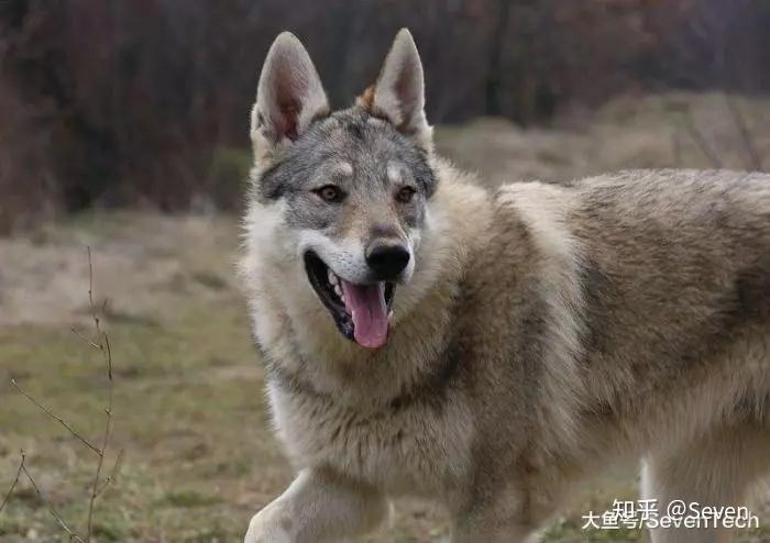 西伯利亚迷雾中的冰霜巨人·一个未解之谜