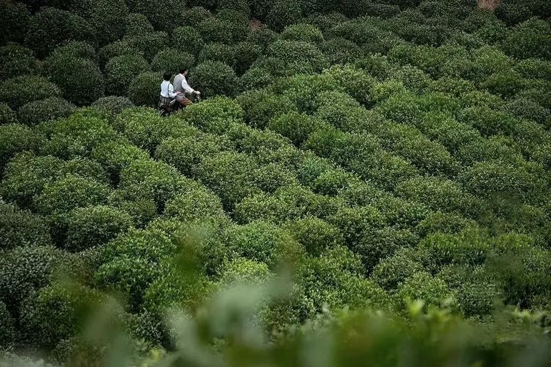 雷电的奥秘—雨林古老文明的密码