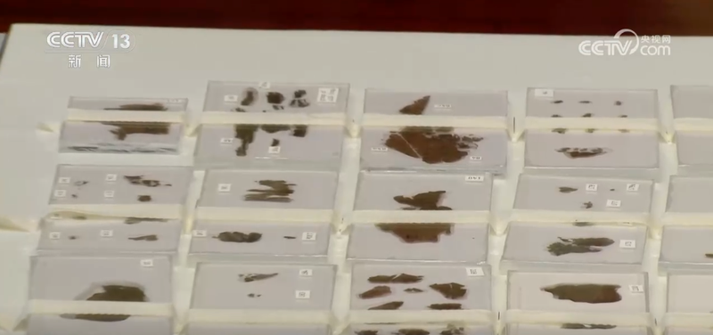 在珊瑚白化后的礁盘上，我读到了我们遗忘的夏天…