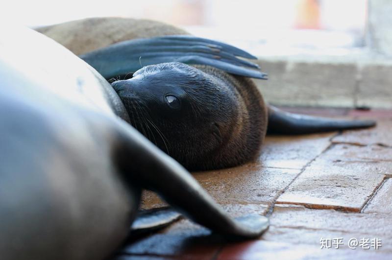 湖泊之上的奇幻冒险·狮鹫的航海之旅