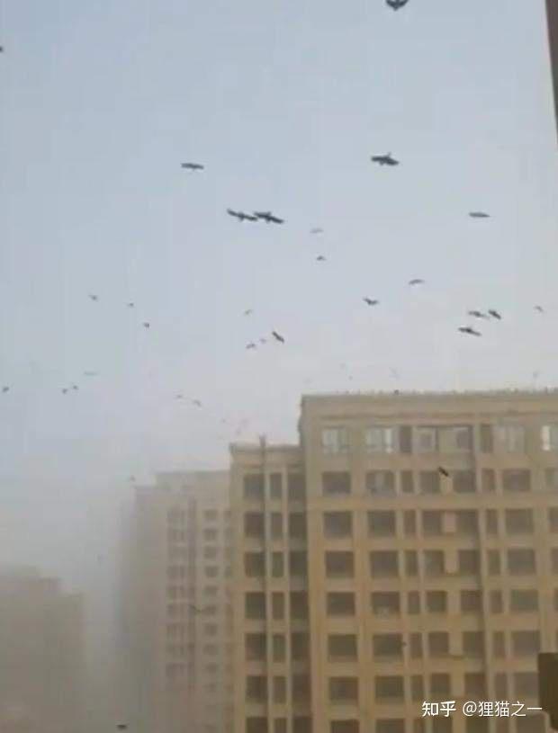 鸟群盘旋废弃机场，时间停驻在怀表里…