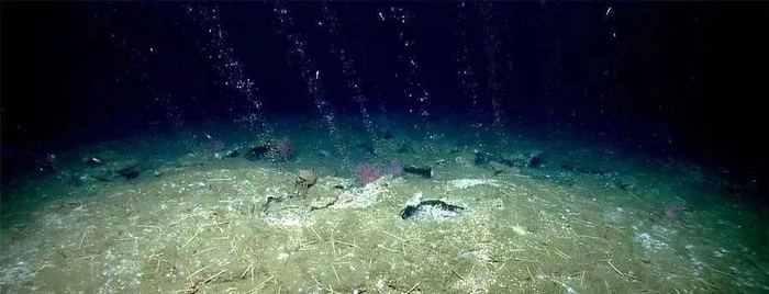 绿光海底冷泉背后的奇妙世界？