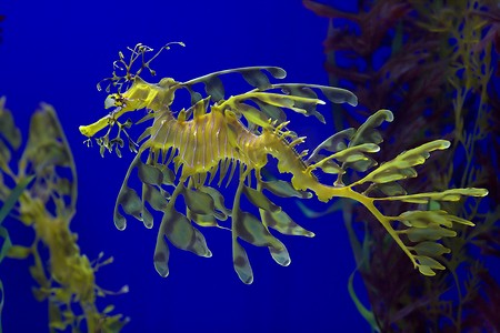 高加索的海龙，真的存在吗？