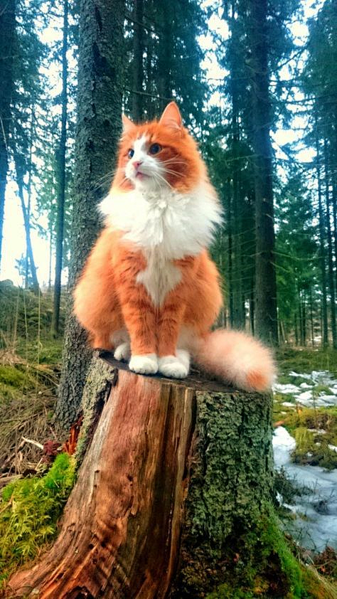 丰收雨林中的神秘猫妖丨自然与文化的完美融合
