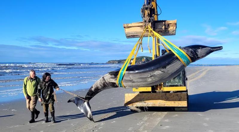 死海里的鲸鱼和那根红绳结，看得我心里发堵！