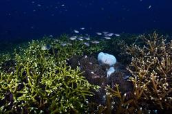 珊瑚塌陷区的神秘石球阵—钟声循环背后的奥秘