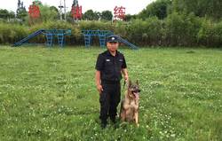 昆仑之巅的光辉守护者·光明犬神的传奇与现实