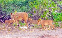 博茨瓦纳的神秘符号·冯丹尼肯的解密之旅