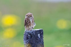 吞噬之匙丨解读沼泽火鸟的秘密