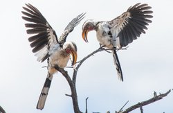 在非洲大地上，芬里尔的丰收之歌…