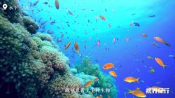 深海幽灵—影子人马里亚纳海沟旧磁带的神秘传说