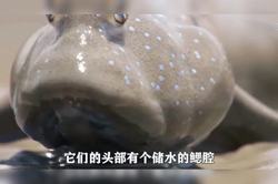 阿尔卑斯山下的神秘传说—未解之谜——人鱼的存在？