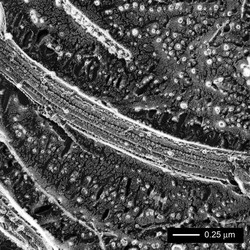 冰川裂缝里藏着人类的血手印？