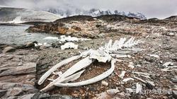 阿根廷那座像“木乃伊”的冰川，藏着多少没说出口的遗憾？