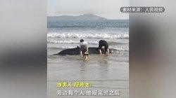 鲸鱼搁浅与玛雅遗址的指纹密码…